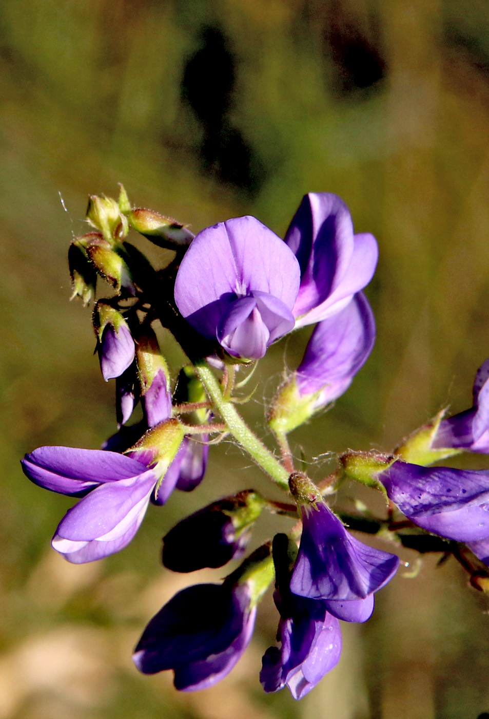Image of Galega orientalis specimen.