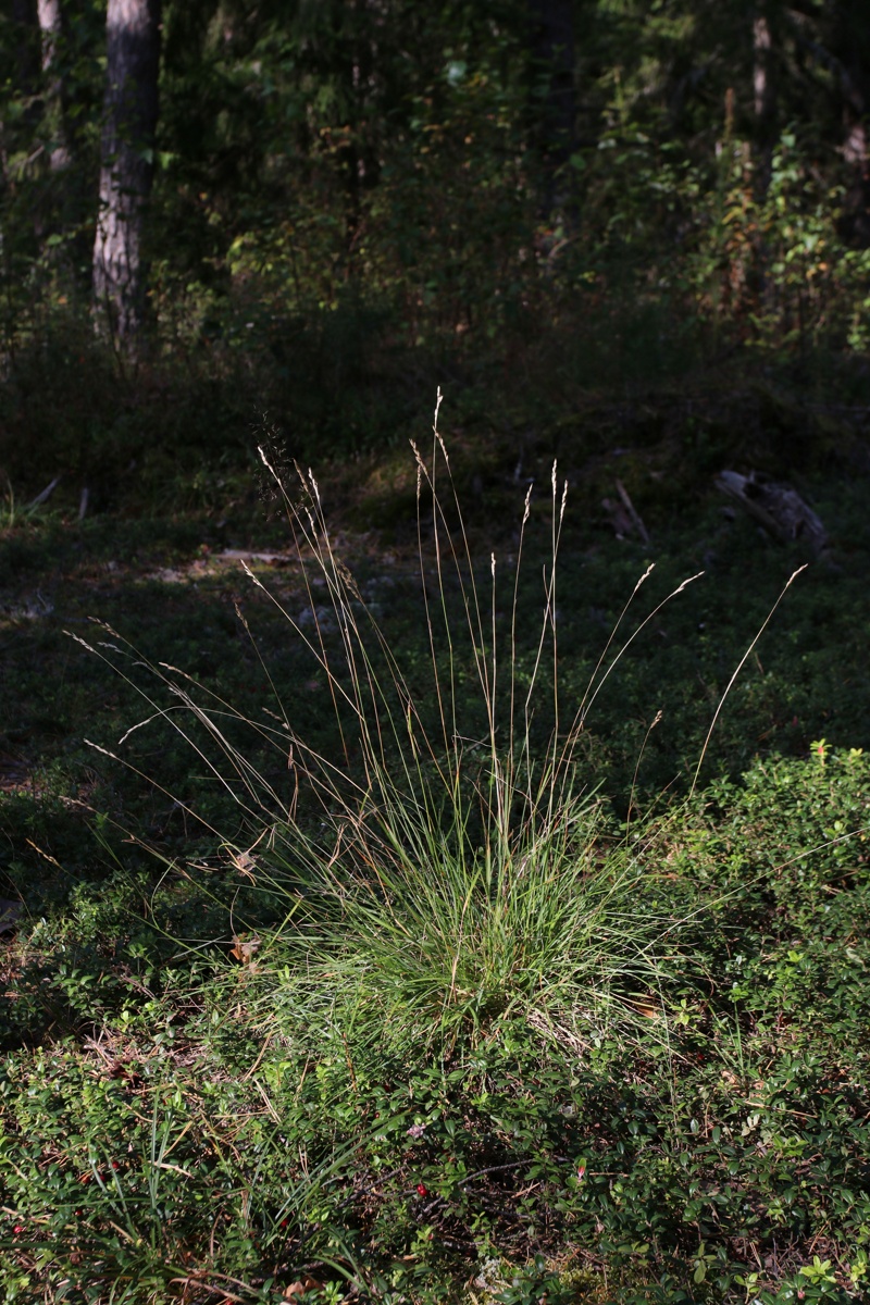 Image of Sieglingia decumbens specimen.
