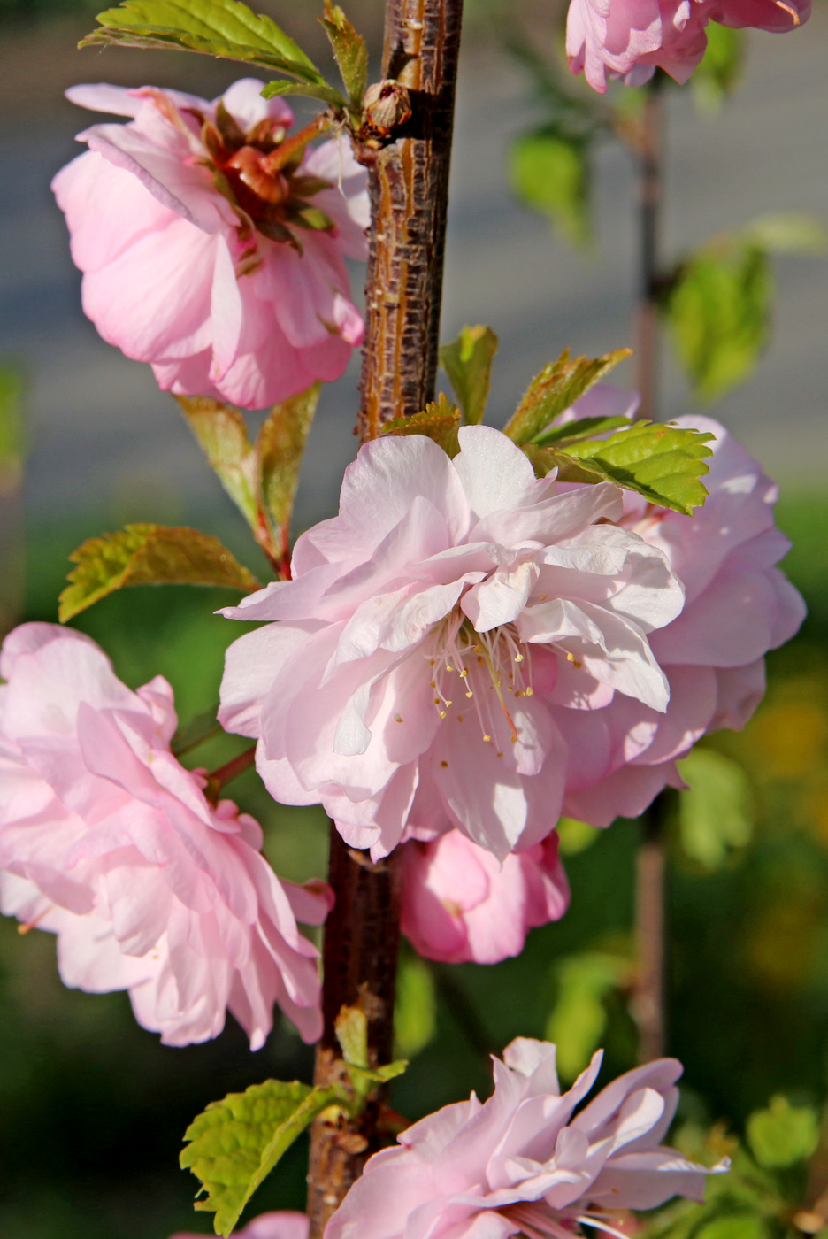 Изображение особи Louiseania triloba.