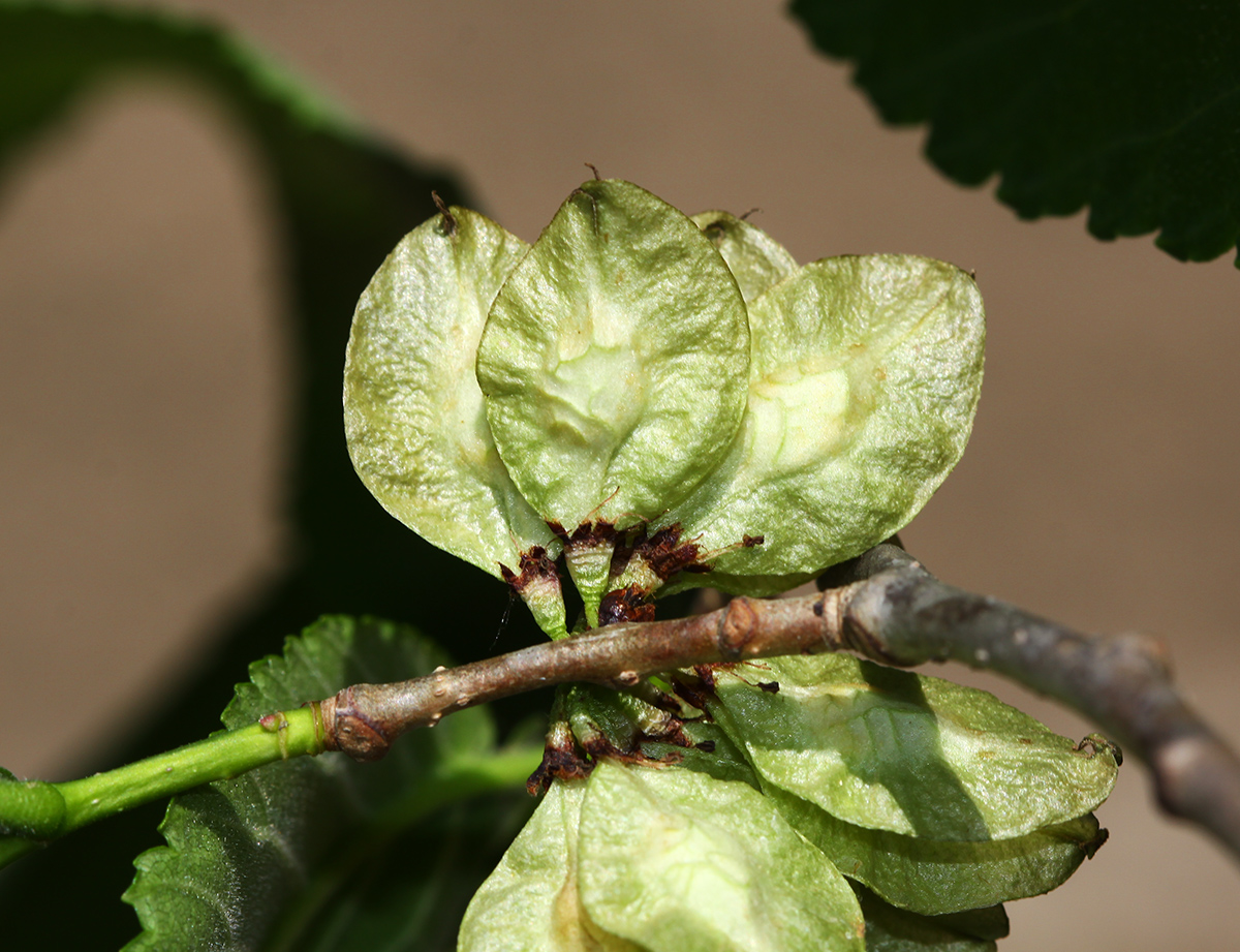 Image of Ulmus laciniata specimen.