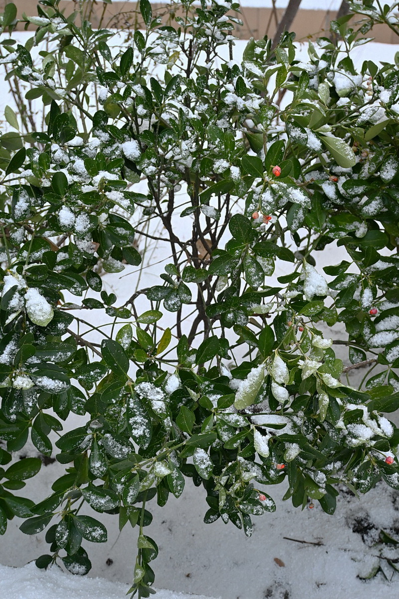 Изображение особи Неопознанный вид.