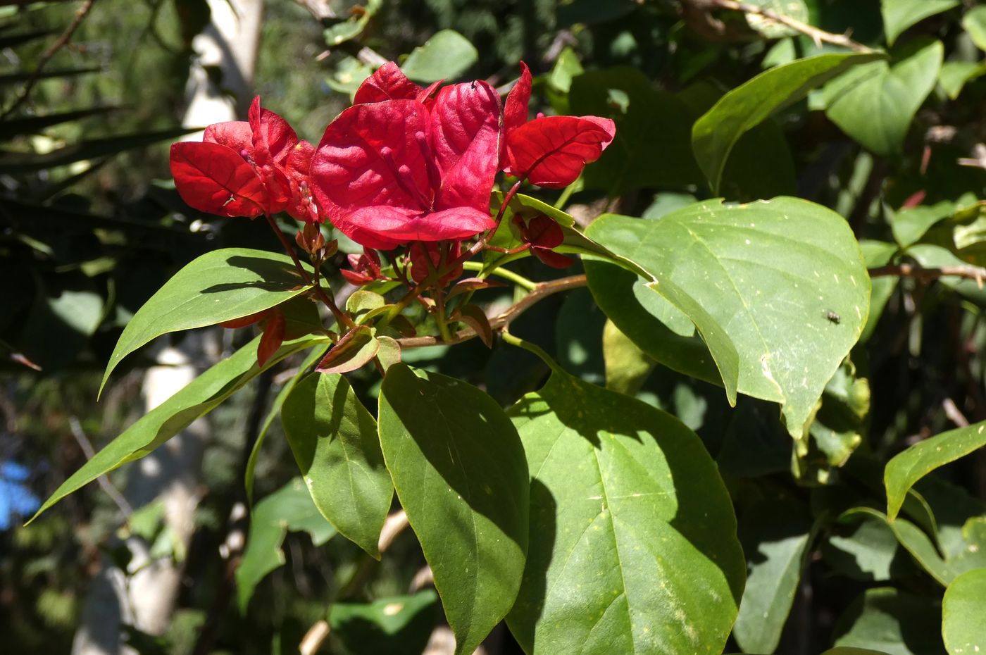 Image of Bougainvillea glabra specimen.