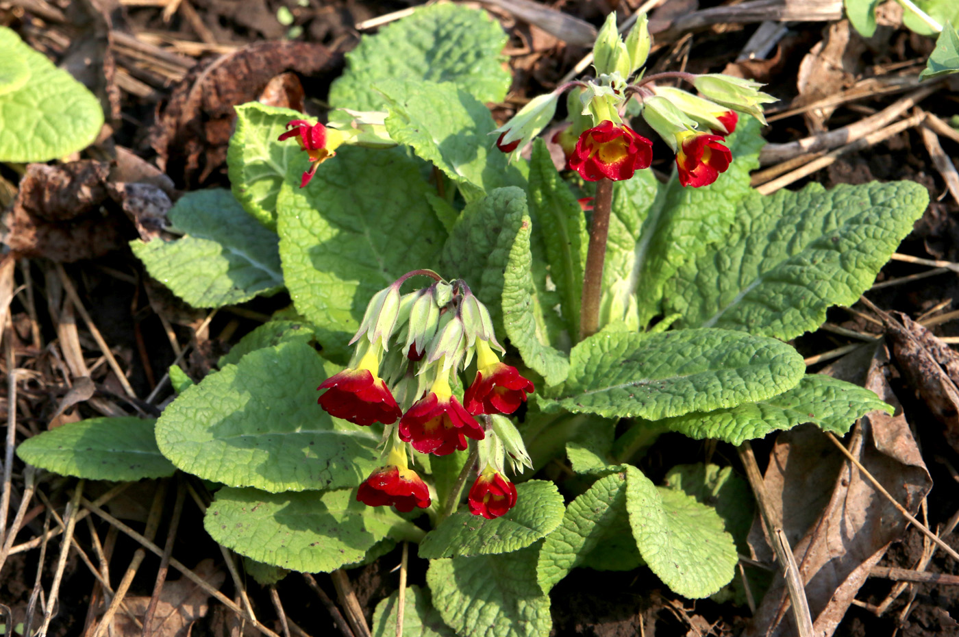 Изображение особи род Primula.