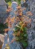 род Saxifraga. Плодоносящее растение с паутиной на соплодии. Приморский край, Лазовский р-н, скальный комплекс \"Белый город\", в расселине скалы. 16.09.2025.