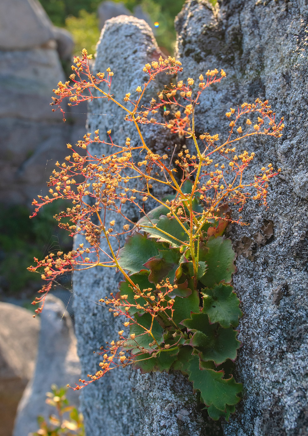 Изображение особи род Saxifraga.