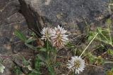 род Trifolium. Соцветия. Турция, ил Карс, окр. Ани, овраг Хачидзор, трещина на скальном выходе. 28 мая 2025 г.