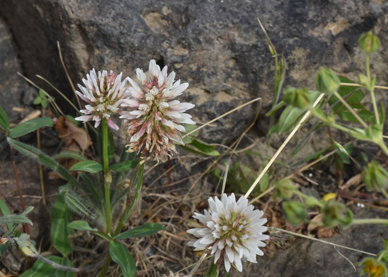 Image of Trifolium ambiguum specimen.