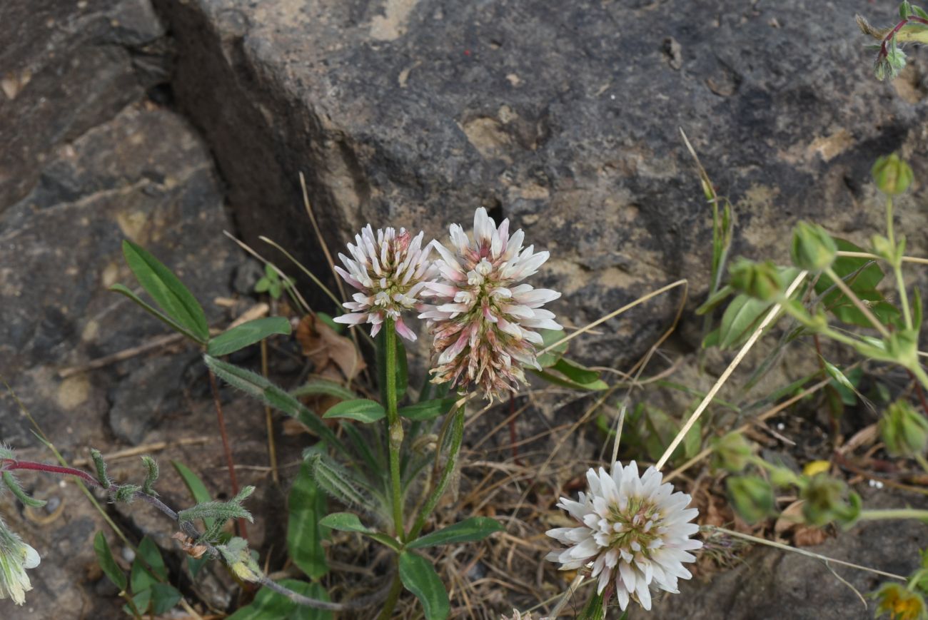 Изображение особи род Trifolium.