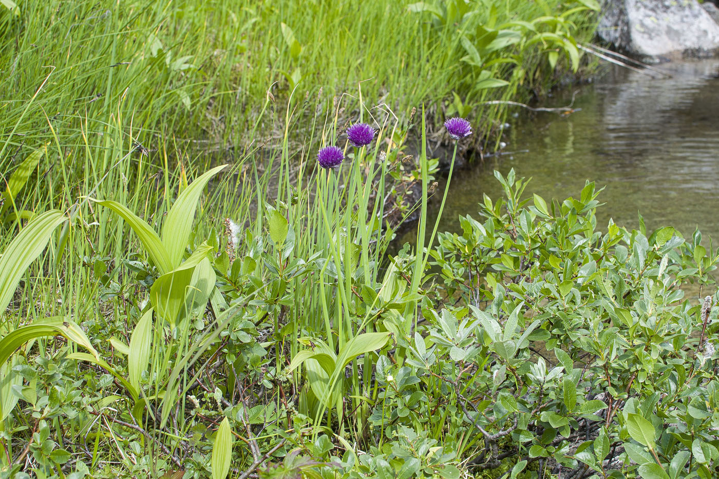 Изображение особи Allium schoenoprasum.