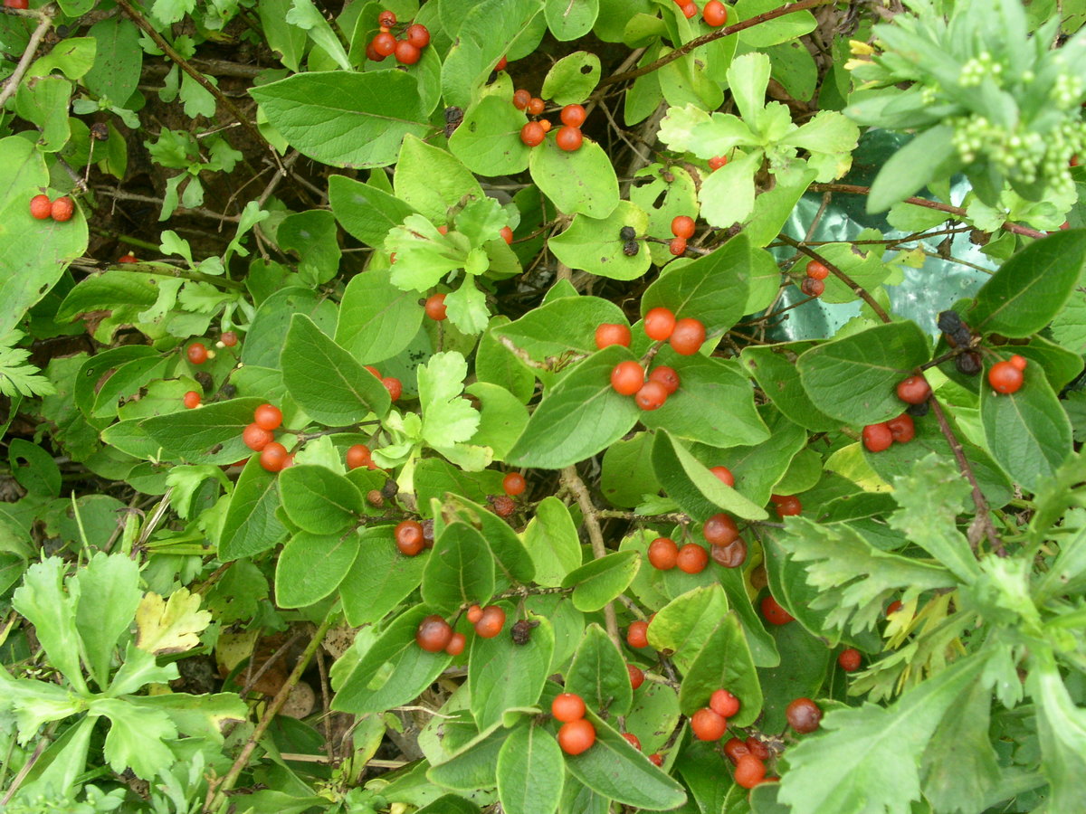 Image of Lonicera chamissoi specimen.
