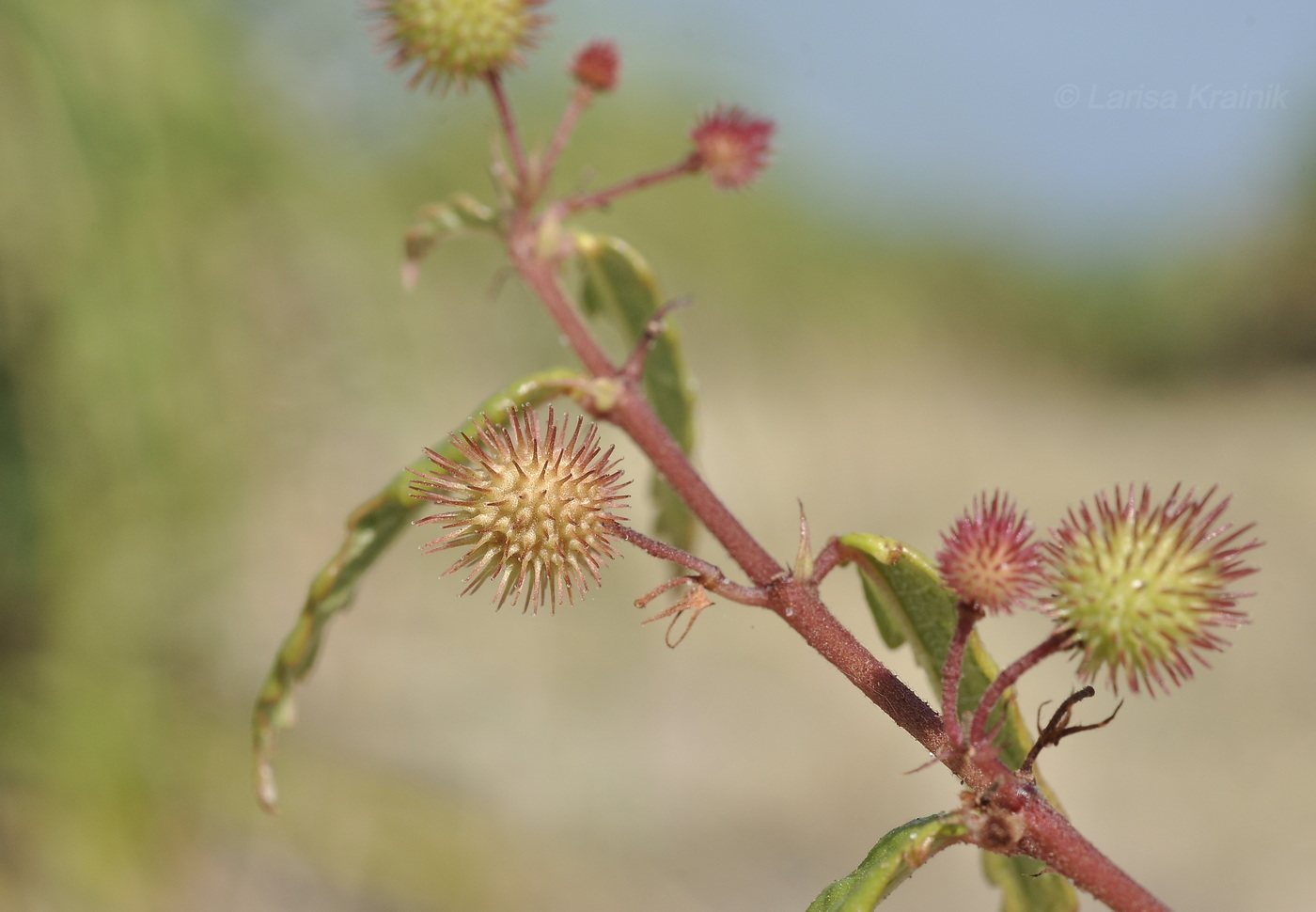 Image of genus Triumfetta specimen.