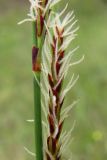 Carex cuspidata