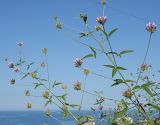 Psoralea bituminosa подвид pontica. Верхние части цветущих растений. Краснодарский край, окр. г. Адлер, вырубка под ЛЭП. 30.06.2024.
