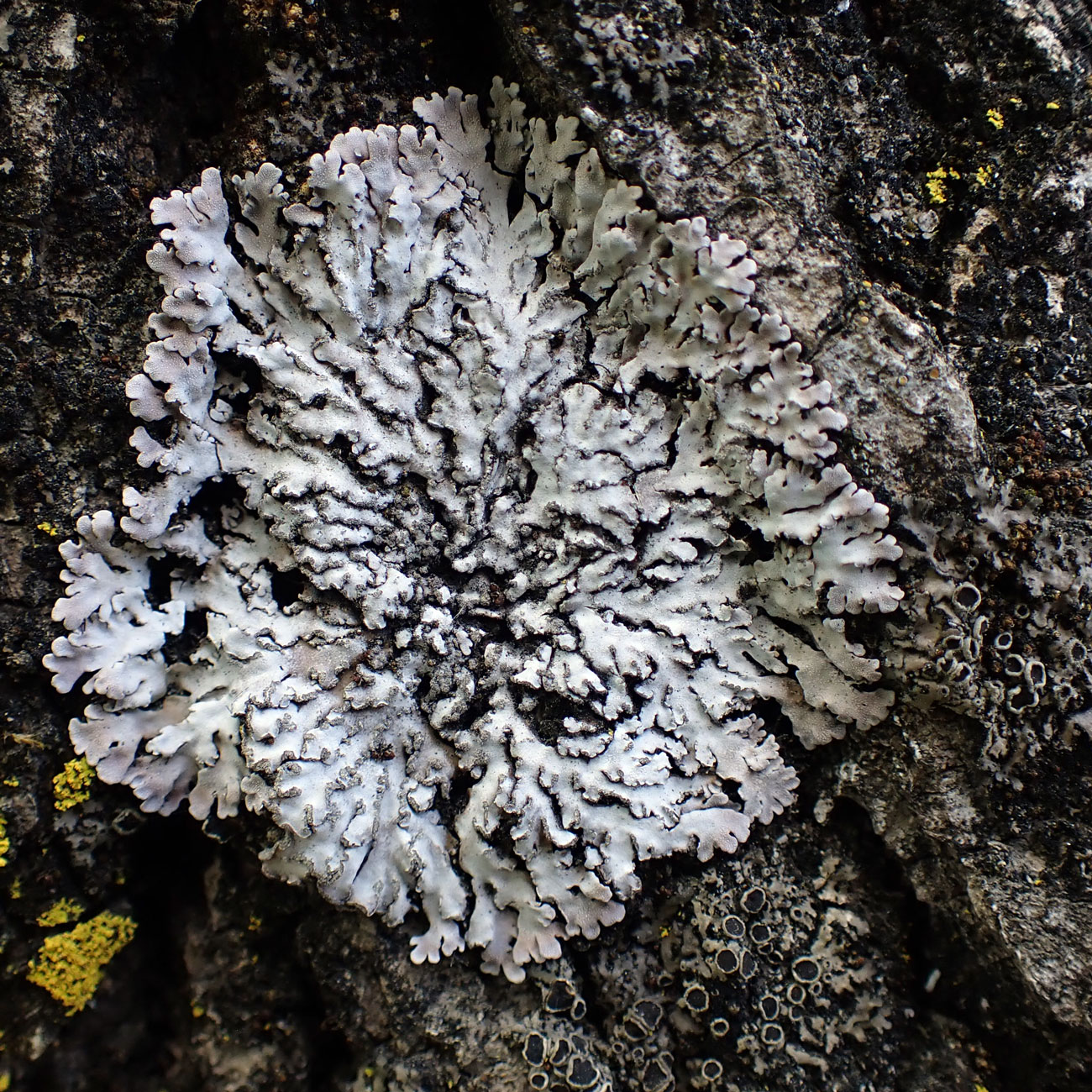 Image of division Ascomycota specimen.