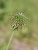 Geum urbanum. Верхушка побега с незрелым плодом. Испания, Каталония, пров. Барселона, комарка Осона, муниципалитет Виланова-де-Сау, водохранилище Сау, просека в смешанном лесу. 31.05.2026.