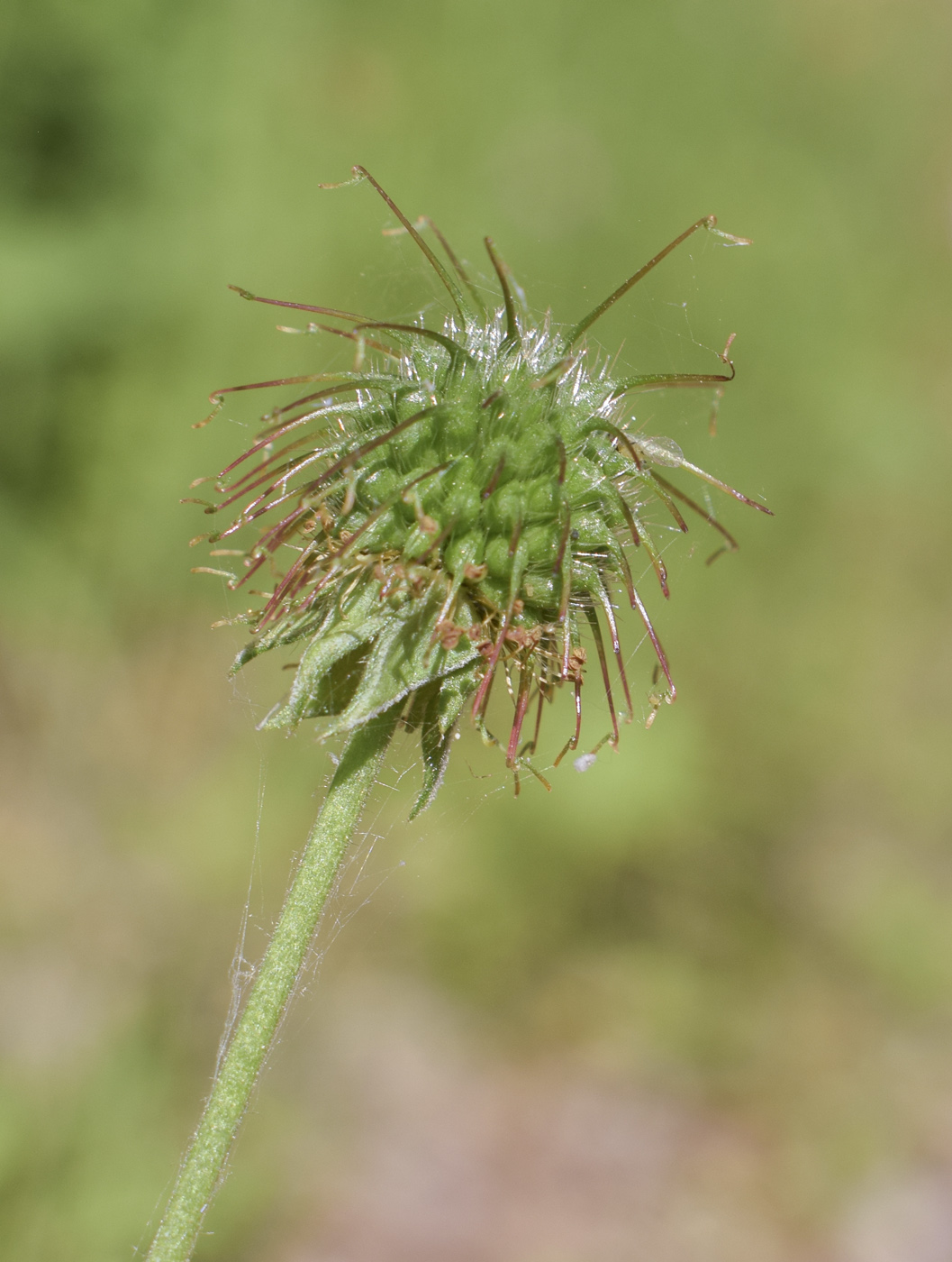 Image of Geum urbanum specimen.