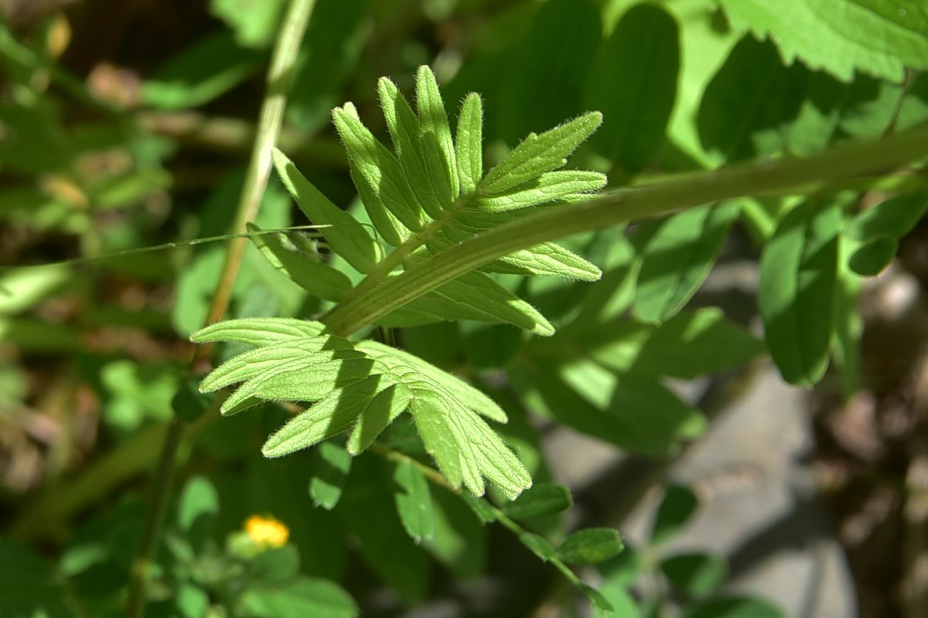 Image of genus Valeriana specimen.