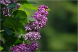 Изображение особи. Автор - Виталий Гуменюк
