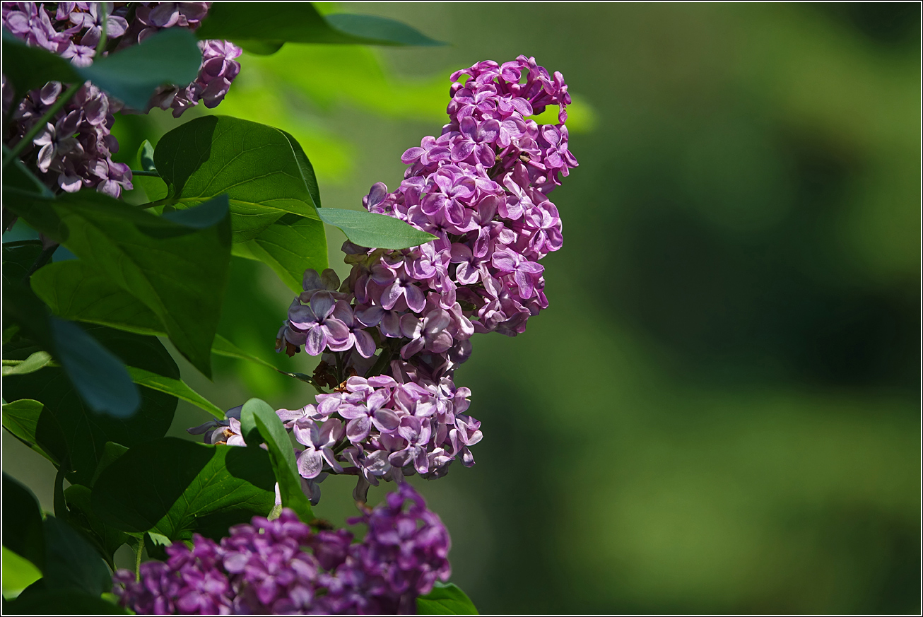 Изображение особи Syringa vulgaris.