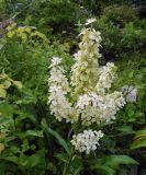 genus Melanthium. Верхушка цветущего растения. Московская обл., в культуре. 20.07.2026.