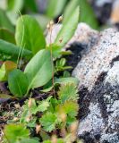 Saxifraga sichotensis. Плодоносящее растение. Хабаровский край, р-н имени Лазо, массив горы Ко, гора Зенит, выс. ≈ 1910 м н.у.м., каменная россыпь. 02.08.2026.