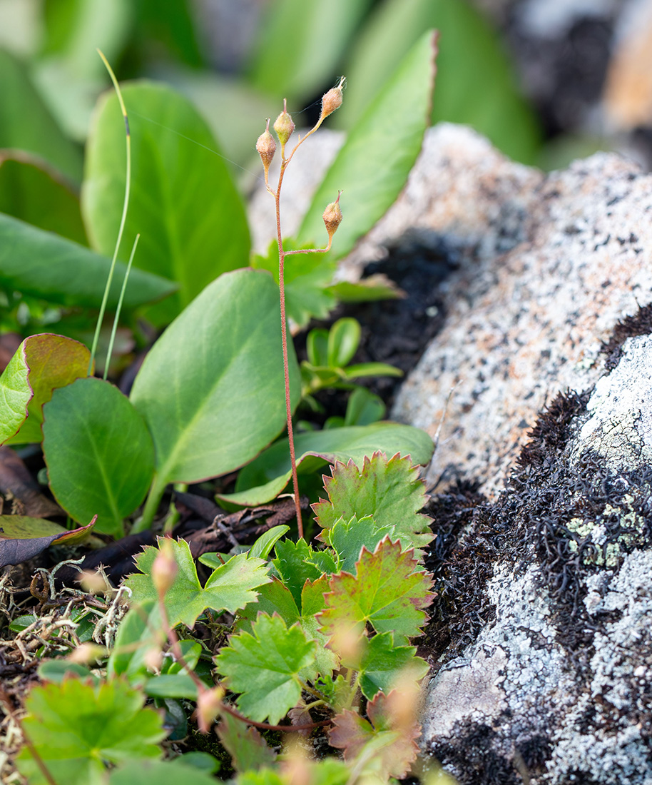 Image of Saxifraga sichotensis specimen.