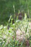 genus Tragopogon