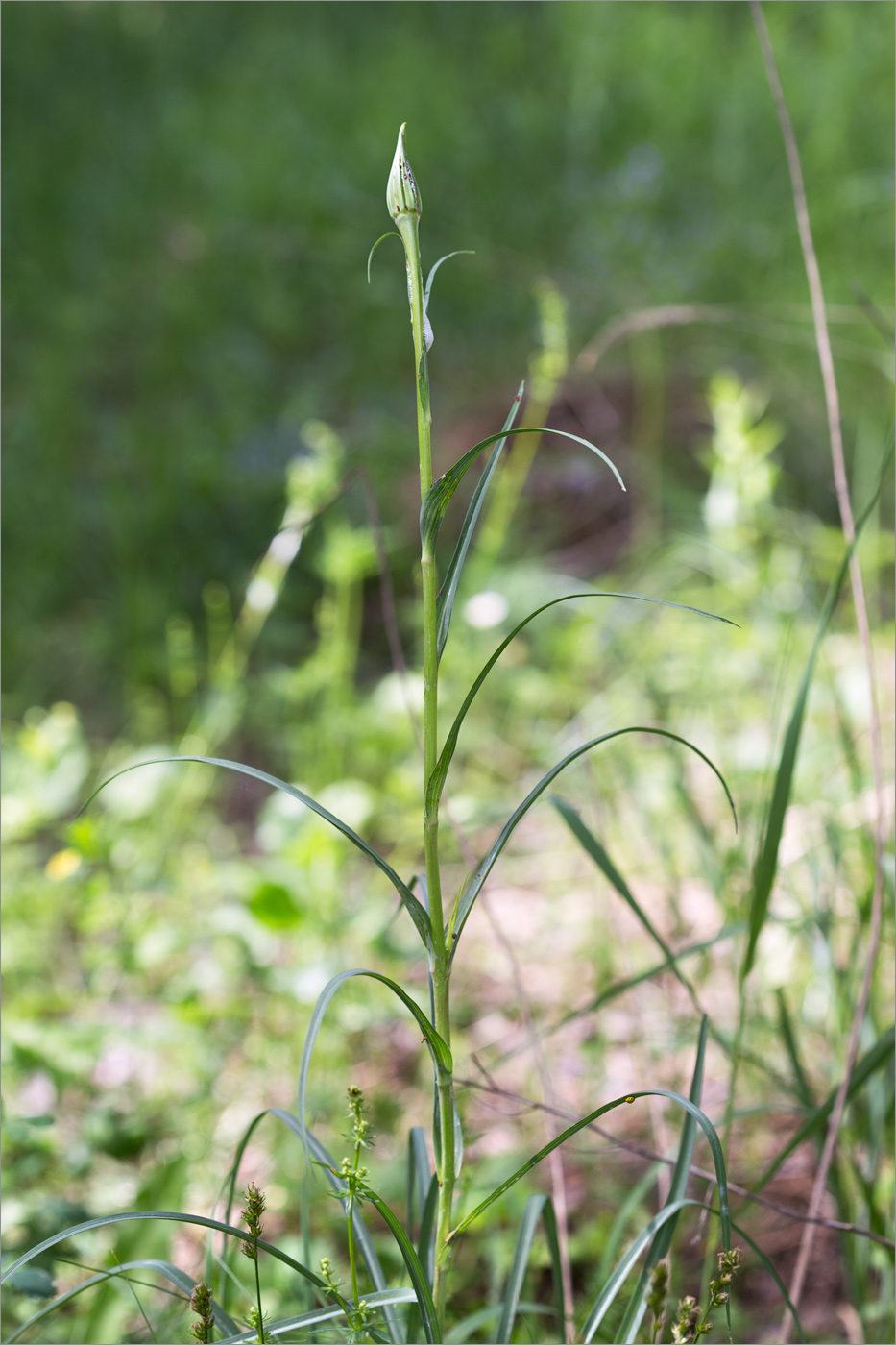 Image of genus Tragopogon specimen.