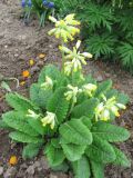 Primula veris