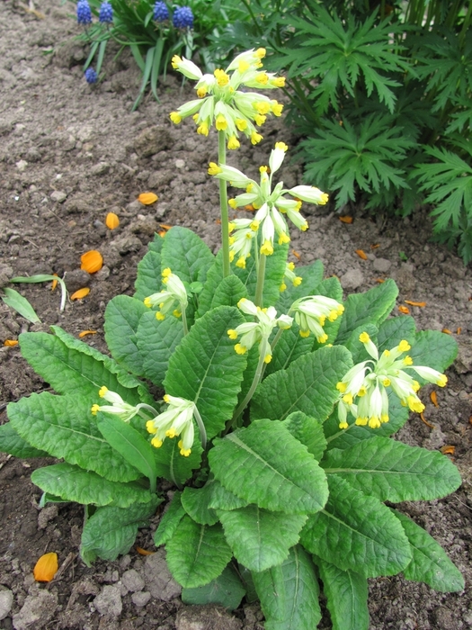 Image of Primula veris specimen.