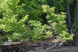 Tilia cordata. Обломок ствола и часть кроны сорвавшегося с берегового обрыва дерева. Татарстан, Волжско-Камский запов., о. Буровая Стрелка, песчаный пляж у подножия обрывистого берега. 04.06.2026.