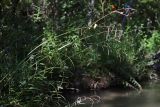 Carex pendula. Плодоносящее растение. Крым, Севастополь, Чернореченский каньон. 12.09.2026.
