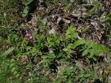 Vicia amoena