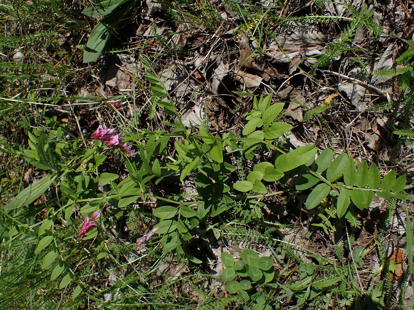 Изображение особи Vicia amoena.