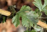 genus Crataegus. Лист с мелкими белыми насекомыми. Узбекистан, Ташкентская обл., зап. отр. Чаткальского хр., окр. кишлака Учтерак, зона отдыха «Дустлик». 26.09.2026.