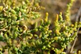 Kalidium foliatum. Соплодия. Астраханская обл., Наримановский р-н, окр. с. Николаевка, обсохшая западная часть ложа солёного ильменя Камышовый, солянково-сарсазанное растительное сообщество. 06.10.2026.