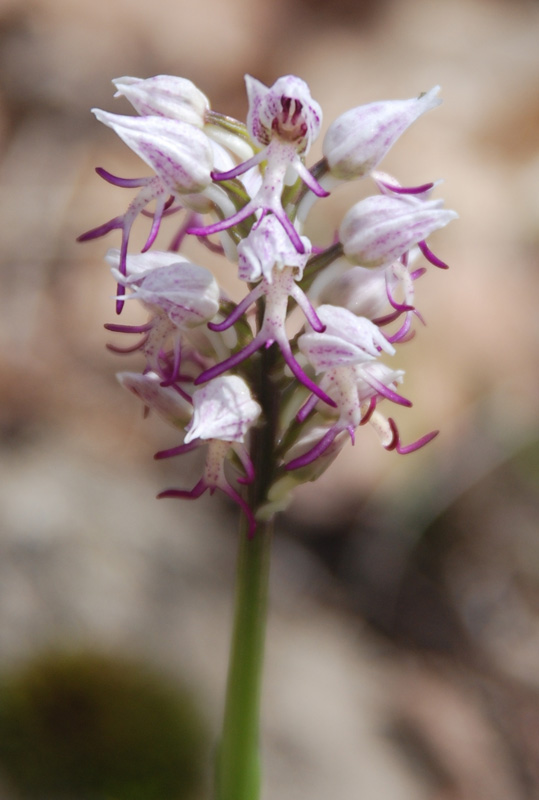 Изображение особи Orchis simia.