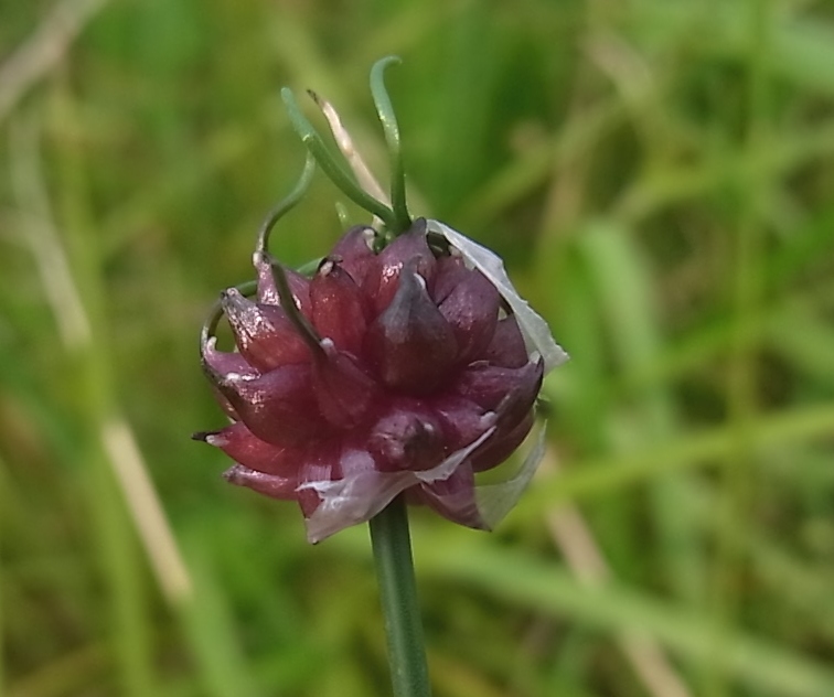 Image of Allium vineale specimen.