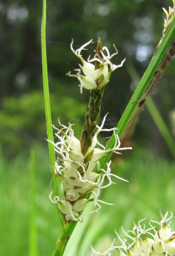 Image of Carex rhynchophysa specimen.