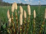 Equisetum sylvaticum