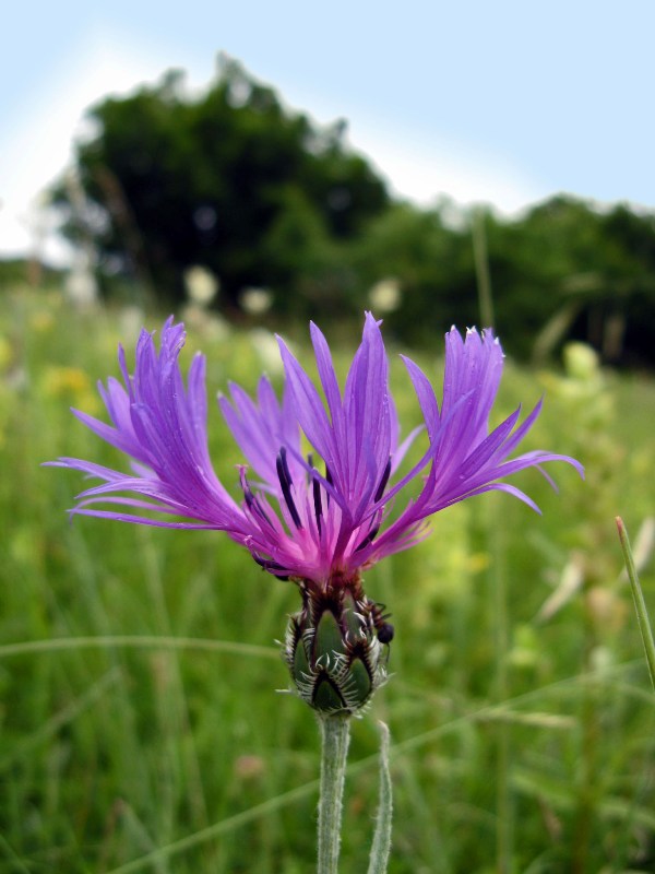 Изображение особи Centaurea fuscomarginata.