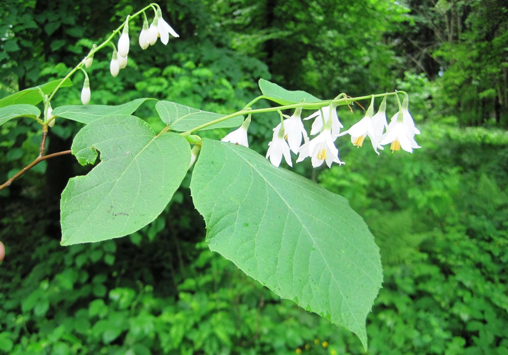 Image of Styrax obassia specimen.