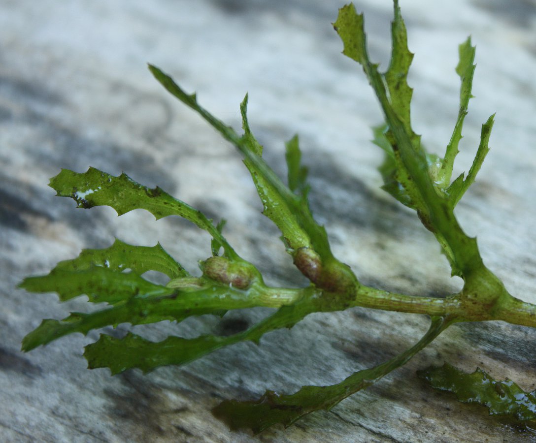 Image of Najas major specimen.