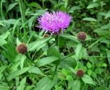 Centaurea carpatica. Верхушка цветущего растения. Украина, Ивано-Франковская обл., Косовский р-н, с. Пистынь, луг. 26 июня 2011 г.