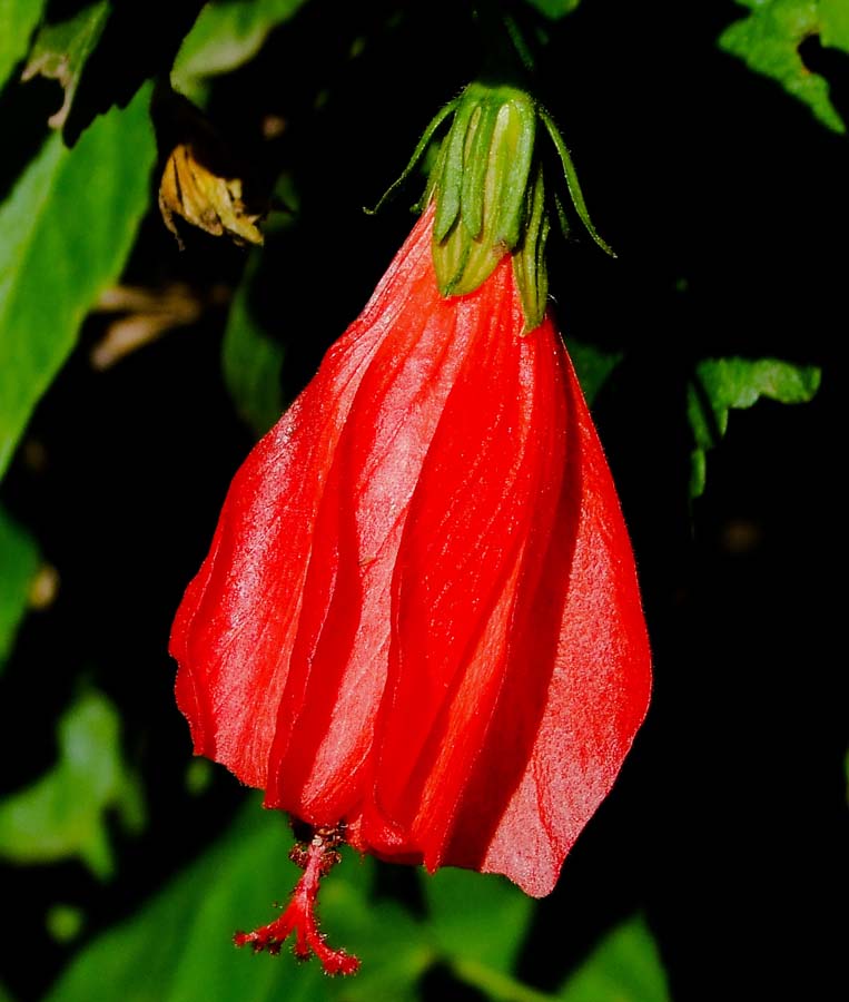 Image of Malvaviscus penduliflorus specimen.