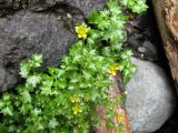 Saxifraga cymbalaria. Цветущее растение в месте выхода воды. Абхазия, окр. оз. Рица, \"Молочные водопады\". 18 июля 2008 г.