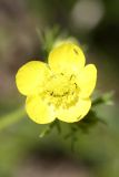 Ranunculus tenuilobus. Цветок. Таджикистан, западный водораздел бассейна реки Лучоб южнее кишлака Касаторош. 21.04.2011.