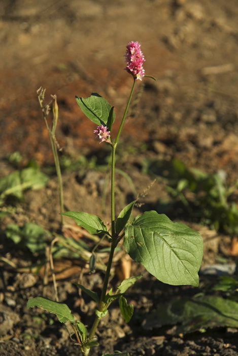 Image of Persicaria pilosa specimen.