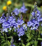 Veronica teucrium