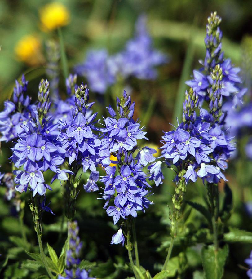 Изображение особи Veronica teucrium.